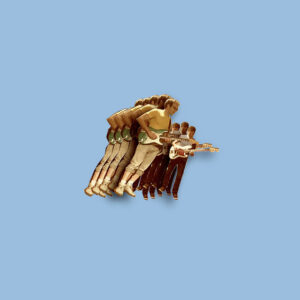 VULFPECK<br><span class="loop-subtitle">1612</span>