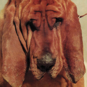 Ty Segall<br><span class="loop-subtitle">Goodbye Bread</span>
