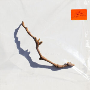 PJ Harvey<br><span class="loop-subtitle">I Inside the Old Year Dying</span>
